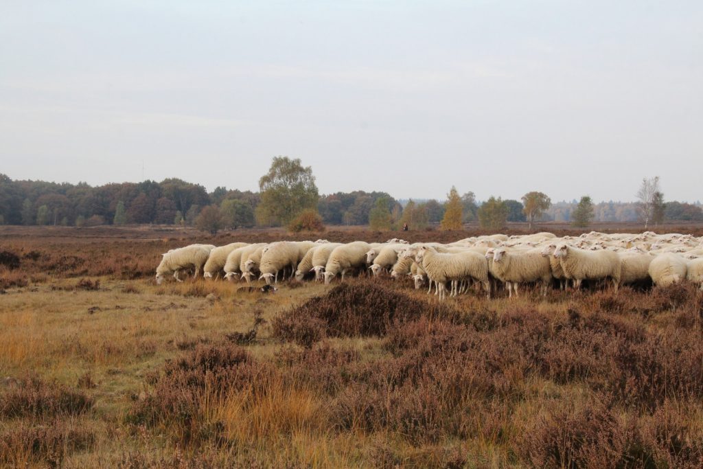 glamping nederland, Glamping Nederland